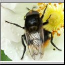 Volucella bombylans bombylans - Hummelschwebfliege w01.jpg